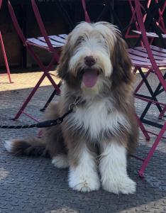 a brown and white dog sitting under a chair at La Bastide de Fontaille in Saint-Félicien
