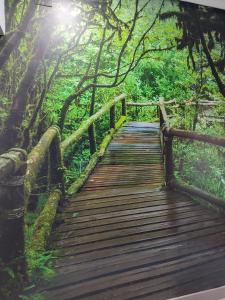 un paseo marítimo de madera en un bosque con el sol brillando en Hostal El Bosque Encantado Toledo, en Toledo