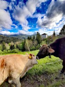 una vaca y un ternero parados en un campo en Agriturismo I Giggi, en Rezzoaglio