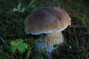 Kép Casa Gerbe szállásáról Gerbében a galériában