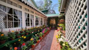 大吉嶺的住宿－Ivanhoe Hotel (A Heritage Property)，充满植物和花卉的温室