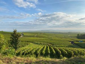 a view of a green field with crops at La Cour Tellier in Rilly-la-Montagne