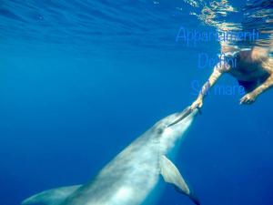 a man holding the tail of a dolphin in the water at Appartamento delfino azzurro in Golfo Aranci