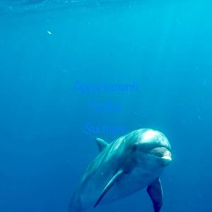 Fotografie z fotogalerie ubytování Appartamento delfini sul mare v destinaci Golfo Aranci