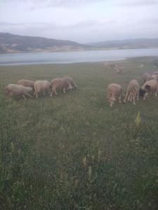 a herd of sheep grazing in a field at The beautiful view in Daher