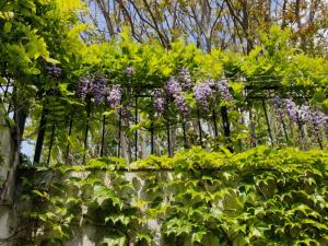 ソポトにあるCloudbase Guesthouseの紫の花の壁の庭園