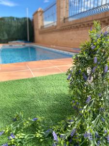 a plant with purple flowers next to a swimming pool at Casa Rural La Higuera I Puy du Fou in Pulgar