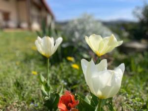 Zahrada ubytování Ven y disfruta en el corazón de Bizkaia-Urdaibai LBI00509