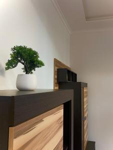 a potted plant sitting on top of a wooden cabinet at @HOME in Chemnitz