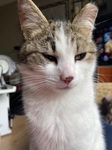 a cat sitting on a table looking at the camera at Bru Na Pairc B&B in Bantry