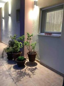 a group of potted plants sitting in a hallway at NG Luxury Apartments at Nea Kallikrateia No 1 in Nea Kalikratia
