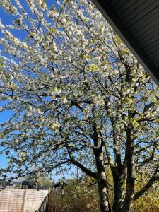 un árbol florido con flores blancas. en Beautiful House, just a few km from the vibrant center of Copenhagen en Hvidovre