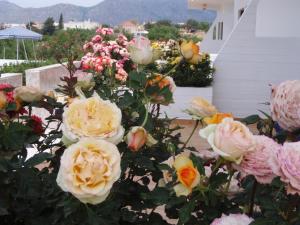 a bunch of pink and yellow roses in a garden at Villas Michalis in Chorafakia