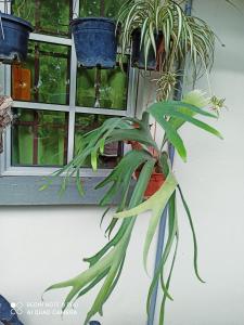 una planta en una olla junto a una ventana en New Garden View GF Double Room FREE parking en Batu Unjor