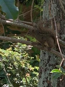 a squirrel sitting on the side of a tree at O Silêncio que Canta in Águas de Lindóia