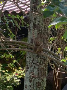 a squirrel is sitting on a tree branch at O Silêncio que Canta in Águas de Lindóia