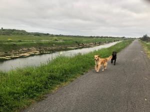 和主人一起入住L'enclos Des Lys, Villa Raffinée Proche de la Mer, Linge Inclus的宠物