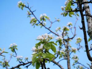 Un árbol con flores blancas en el cielo en Bühlbauernhof, en Bad Peterstal-Griesbach