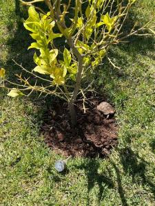 a small tree in the grass next to a turtle at Villa privative tortues2 piscine individual 35min in Marrakech