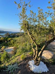 un petit arbre sur une colline avec des fleurs blanches dans l'établissement Villa neuve avec grande piscine chauffée vue mer, à Conca