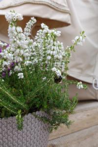 a vase filled with white flowers on a table at Glempings Bērzciema Lagūna in Bērzciems