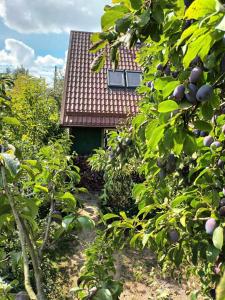 a garden with fruit trees and a house at Zielony Domek w Sztynorcie in Sztynort