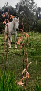 una statua di un cavallo in piedi in un campo di Quinta do Paraiso a São Teotónio