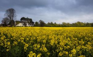 ein Feld gelber Blumen mit einem Haus im Hintergrund in der Unterkunft The Willows in Laceby