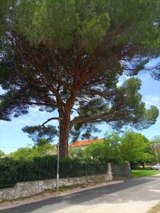 un árbol grande al lado de una carretera en Apartments Ingrid, en Novigrad Istria