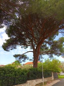 un gran árbol delante de una valla en Apartments Ingrid, en Novigrad Istria
