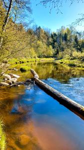 a log in the middle of a river at Glamping dome tent BUUDA in Salacgrīva