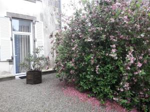 un gran arbusto con flores rosas al lado de un edificio en "Cosy trendy" - appart étage 1 - Loc'h finistère - N3, en Quimper