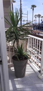a potted plant sitting on the balcony of a house at Studio Central in Canet-en-Roussillon