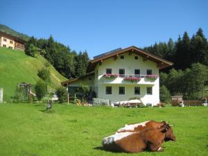 a cow laying in a field in front of a house at Appartement Ronacher in Mittersill