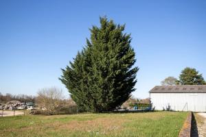 a large pine tree in a field next to a building at L'appart Gervaisien in Saint-Gervais-la-Forêt