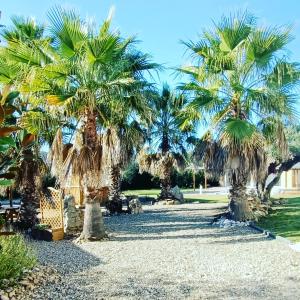 Maureilhan-et-Raméjan的住宿－Le Frauzil，公园里的一棵棕榈树