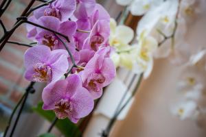 un mazzo di fiori di orchidea viola e bianca di Rene's B&B a Kerkrade