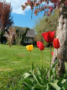 four red and yellow tulips in the grass next to a tree at La petite maison in Le Bosc-Roger-en-Roumois