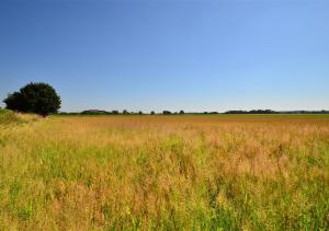un champ d'herbe haute avec un arbre au milieu dans l'établissement Holly Cottage, à Banningham 2 autres photos
