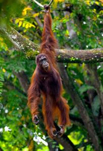 un orangután colgando de una rama de árbol en Bukit Lawang Trekking Organizer en Bukit Lawang