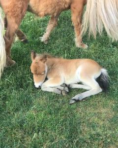 Um cavalo bebé está deitado na relva em Hotel Bon Garden City em Silivri