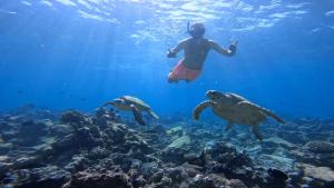 una persona che nuota su una barriera corallina con due tartarughe di Konut by Thakuru a Guraidhoo