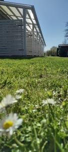 a field of grass with white flowers in front of a building at Apartamenty Na Wschodniej in Chłopy