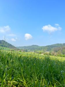 a field of green grass with mountains in the background at Black Forest Apartments in Gengenbach