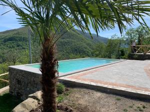 una palmera junto a una piscina en Magic Mola en Zeri