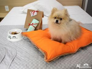 a small dog sitting on an orange pillow on a bed at AJ TERMAS HOTEL IRAÍ in Iraí