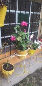 deux pots de fleurs jaunes avec des fleurs roses et un oiseau dans l'établissement La Primavera, à San Salvador de Jujuy