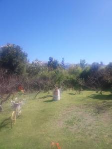un champ avec des arbres et un baril dans l'herbe dans l'établissement La Primavera, à San Salvador de Jujuy