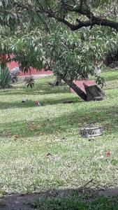 a park with a tree and a bench in the grass at La Primavera in San Salvador de Jujuy