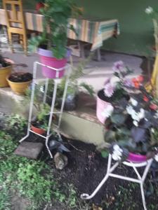 ein Pflanzenstand mit einer Topfpflanze in einem Hof in der Unterkunft La Primavera in San Salvador de Jujuy